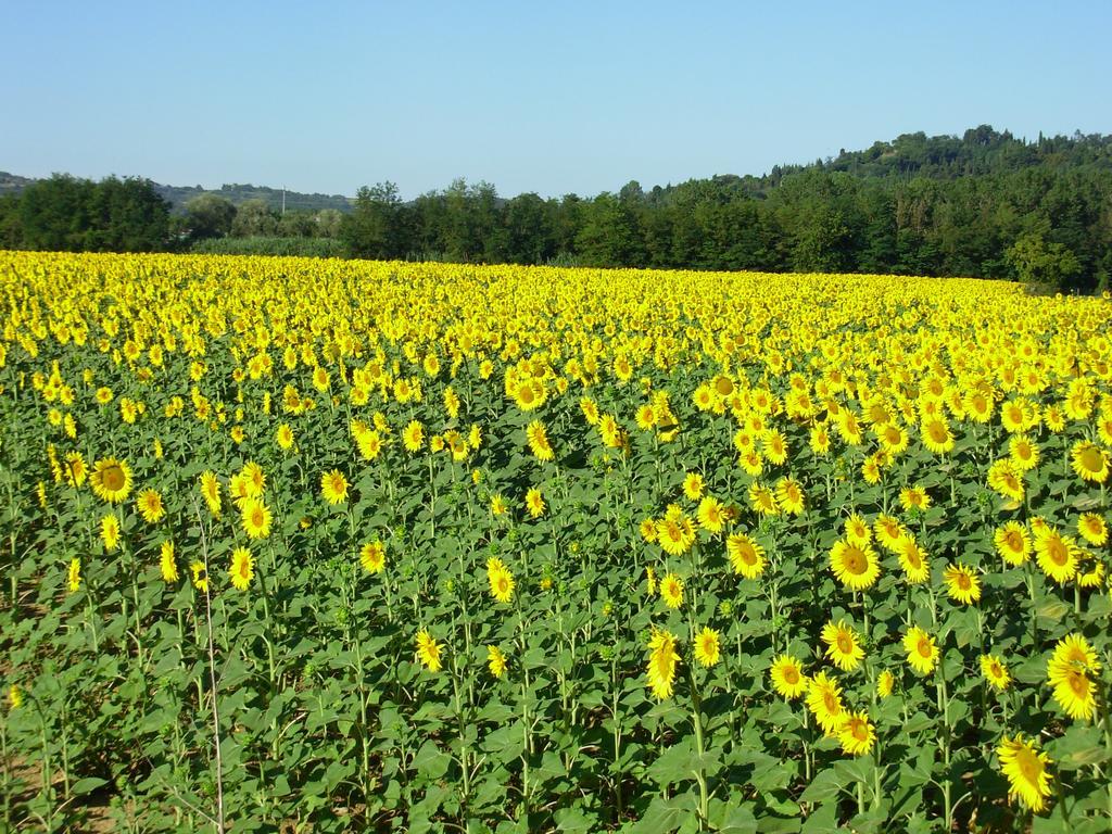 Il Borghetto Tuscan Holidays San Gimignano Ngoại thất bức ảnh